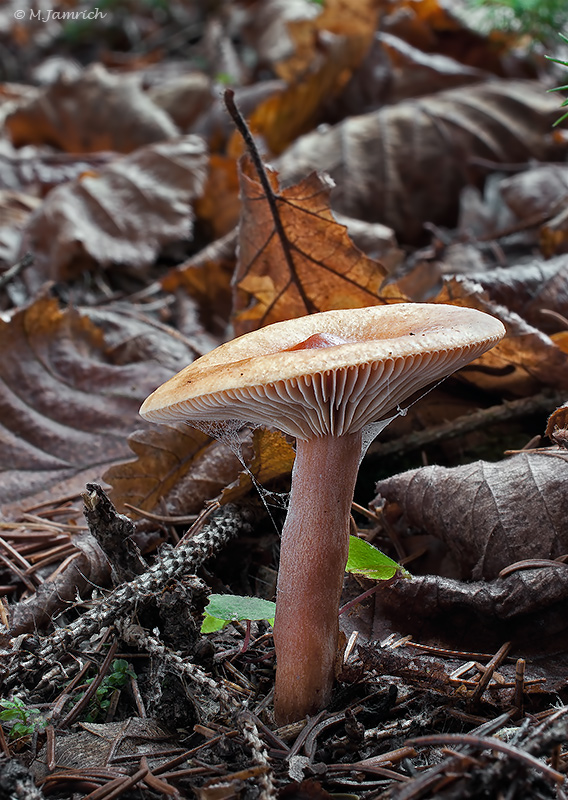 rýdzik pomarančový Lactarius aurantiacus (Pers.) Gray