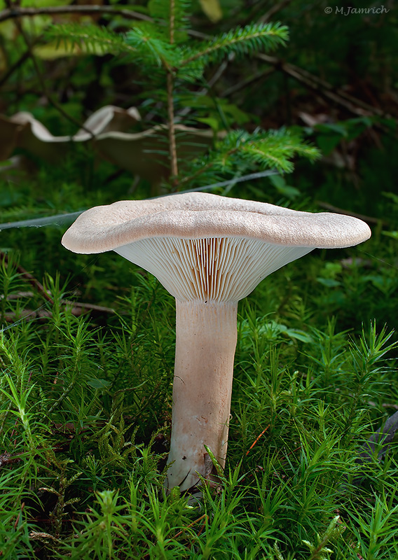 rýdzik cigóriový Lactarius helvus (Fr.) Fr.