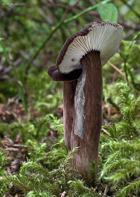 rýdzik čiernozamatový Lactarius lignyotus Fr.