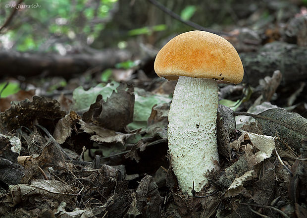 kozák osikový Leccinum albostipitatum den Bakker & Noordel.