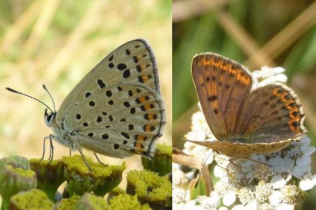 ohniváčik čiernoškvrnný Lycaena tityrus