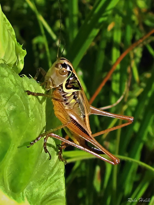 kobyločka lúčna Metrioptera roeselii