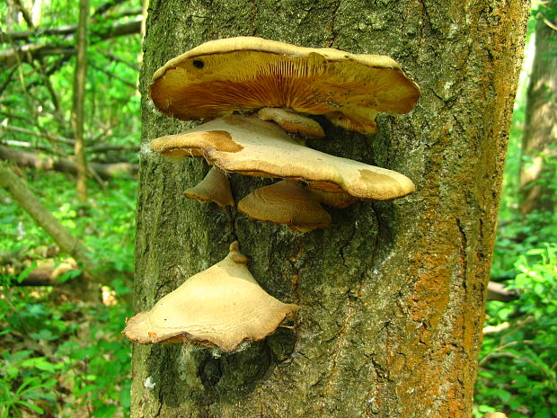 hliva závojová Pleurotus calyptratus (Lindblad ex Fr.) Sacc.