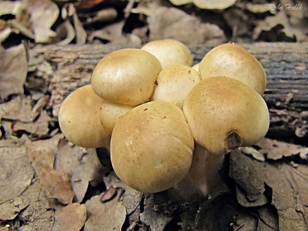 drobuľka Psathyrella sp.