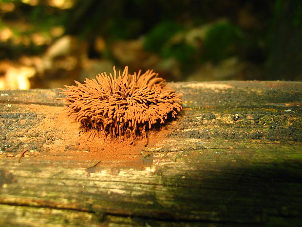 pazderka Stemonitis sp.