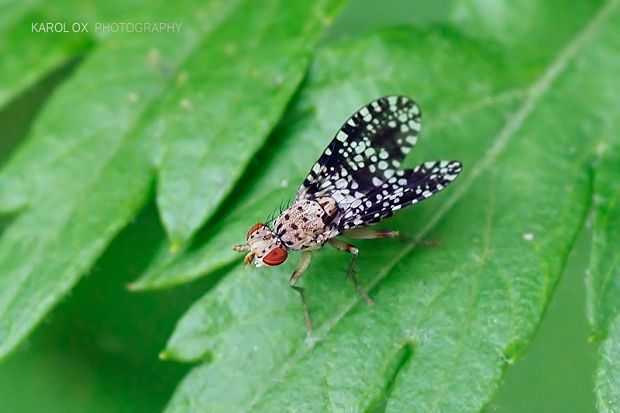 - Trypetoptera punctulata