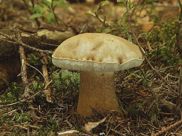 podhríb žlčový Tylopilus felleus (Bull.) P. Karst.