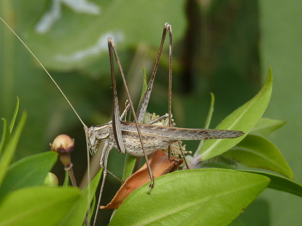 kobylka  Tylopsis lilifolia