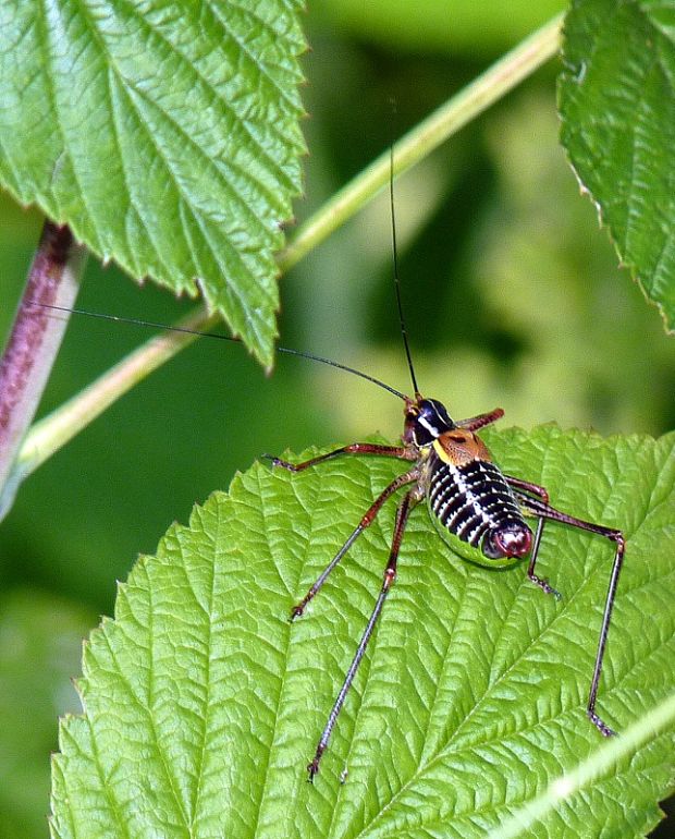 kobylka stromová Barbitistes constrictus