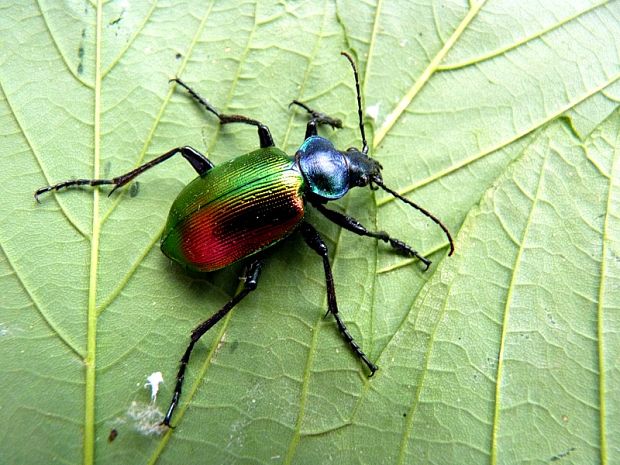 húseničiar pyžmový Calosoma sycophanta