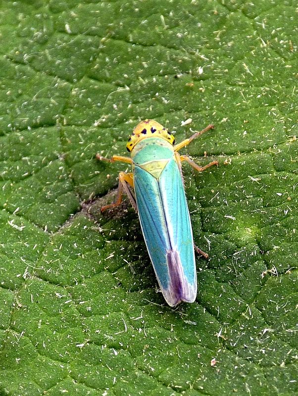 cikádka zelená Cicadella viridis