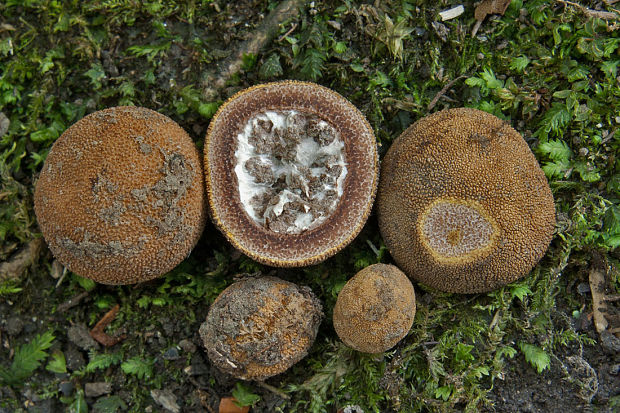 srnka ježatá Elaphomyces muricatus Fr.