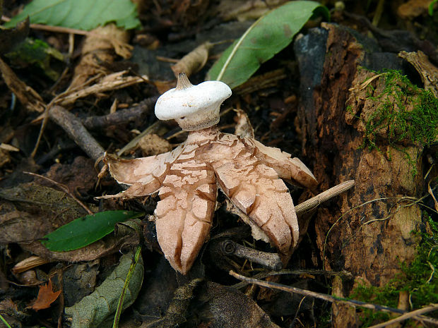 hviezdovka golierikovitá Geastrum striatum DC.