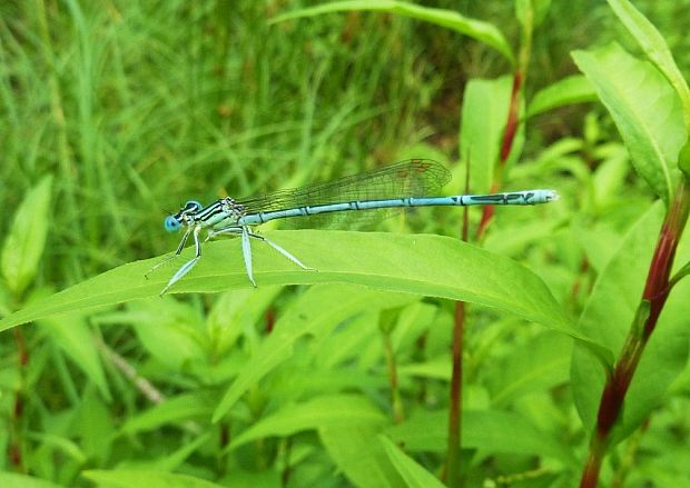 šidielko väčšie Ischruna elegans