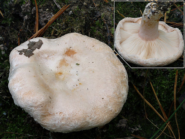 rýdzik chĺpkatý Lactarius pubescens (Fr.) Fr.