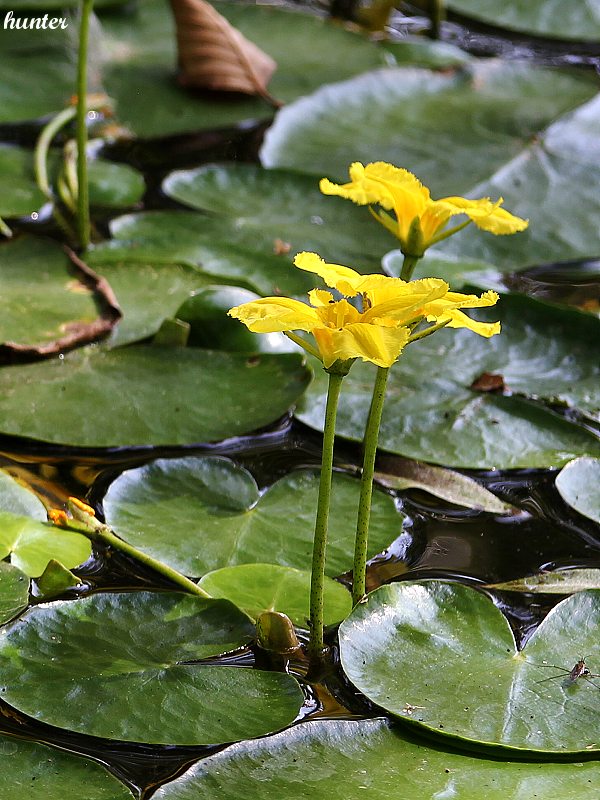 leknovec štítnatý Nymphoides peltata (S. G. Gmel.) Kuntze