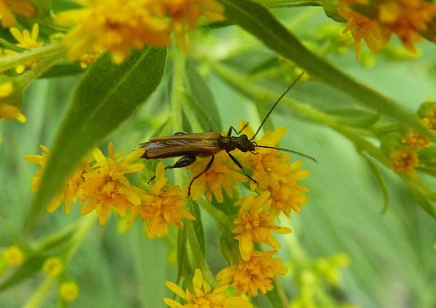 stehnáč Oedemera femorata