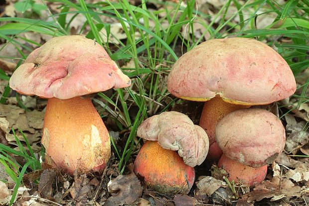 hríb Le Galovej Rubroboletus legaliae (Pilát & Dermek) Della Maggiora & Trassin.