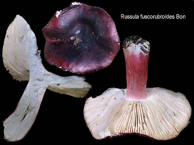 plávka zavalitá Russula torulosa Bres.