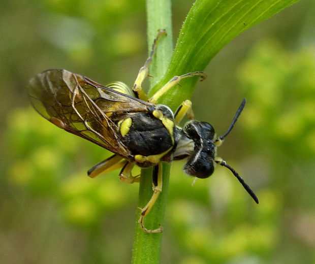 piliarka cf. Tenthredo notha Klug, 1814