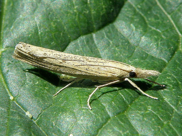 trávovec Agriphila poliellus  Treitschke, 1832