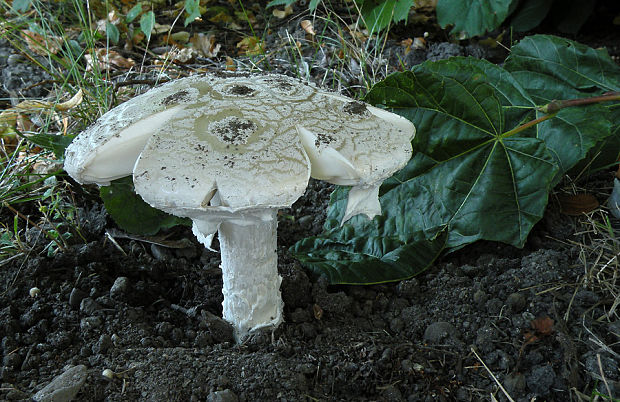 muchotrávka šiškovitá Amanita strobiliformis Gonn. & Rabenh.