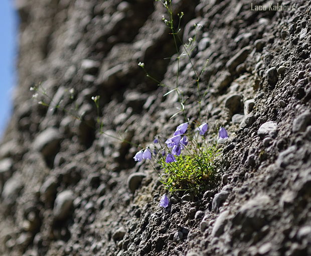 zvonček maličký Campanula cochleariifolia Lam.