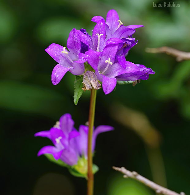 zvonček klbkatý ? Campanula glomerata agg. L.