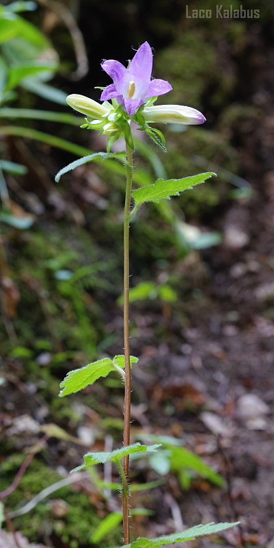 zvonček pŕhľavolistý Campanula trachelium L.