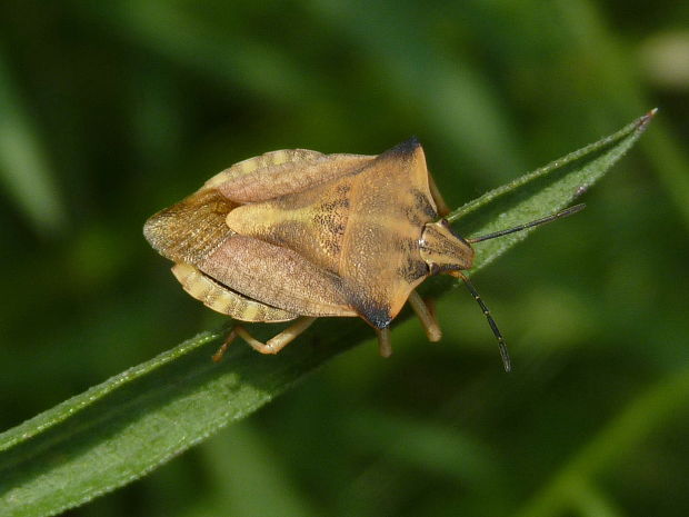 bzdocha rohatá Carpocoris fuscispinus