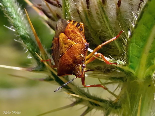 bzdocha menivá Carpocoris pudicus