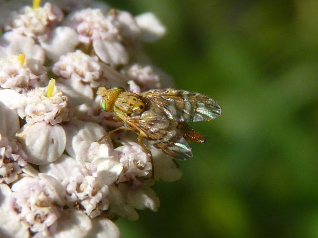 vrtule  Chaetostomella cylindrica