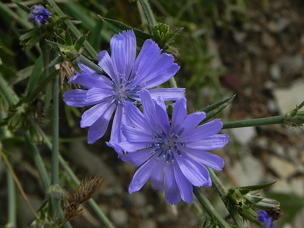 čakanka obyčajná Cichorium intybus L.