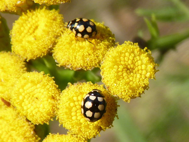 lienka  Coccinula quatuordecimpustulata