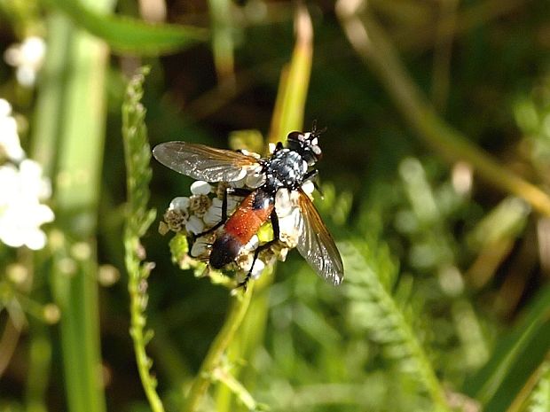 bystruša Cylindromyia sp.