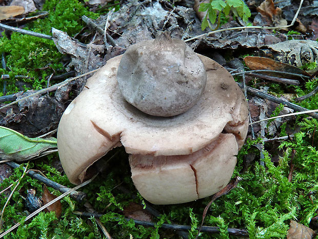 hviezdovka červenkastá Geastrum rufescens Pers.