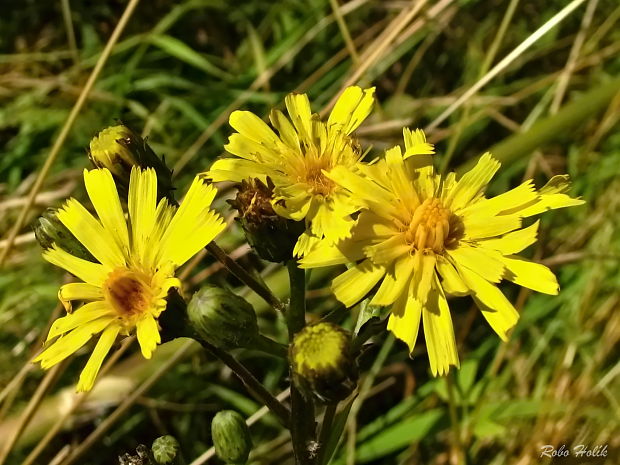 jastrabník Hieracium sp.