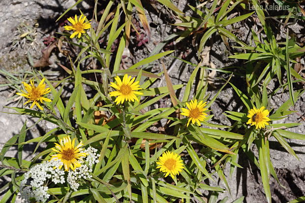 oman mečolistý Inula ensifolia L.