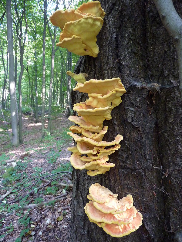 sírovec obyčajný Laetiporus sulphureus (Bull.) Murrill