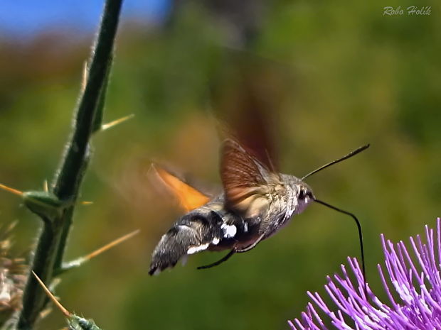 lišaj marinkový Macroglossum stellatarum