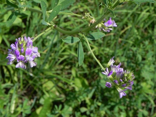 lucerna siata Medicago sativa L.