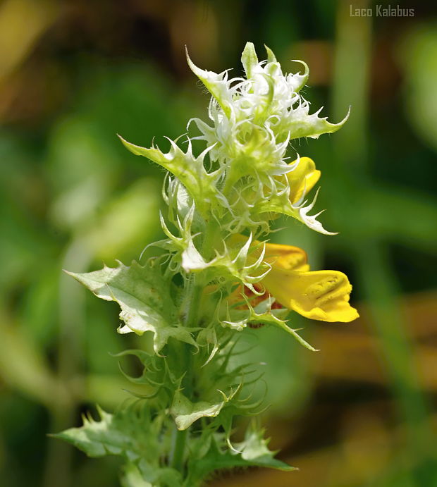 čermeľ hájny Melampyrum nemorosum  L.