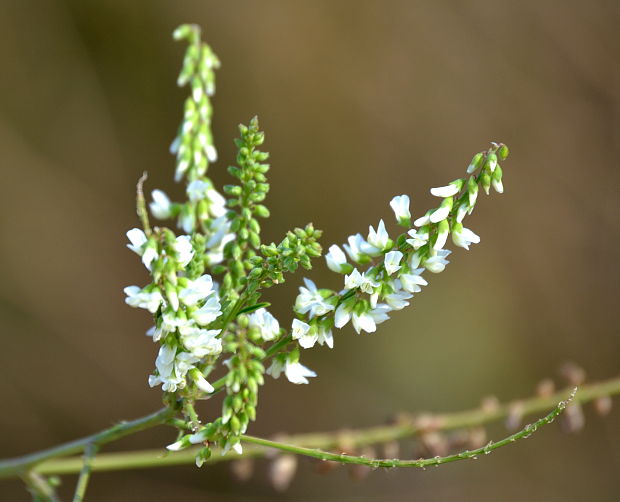 komonica biela Melilotus albus Medik.