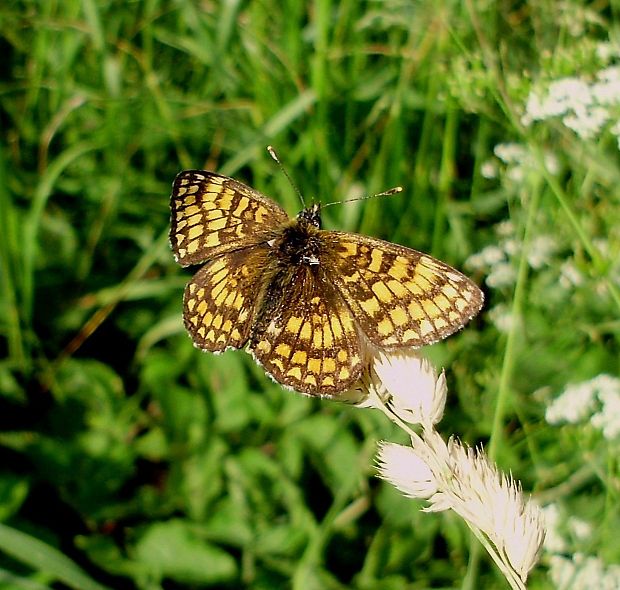 hnedáčik skorocelový Melitaea athalia