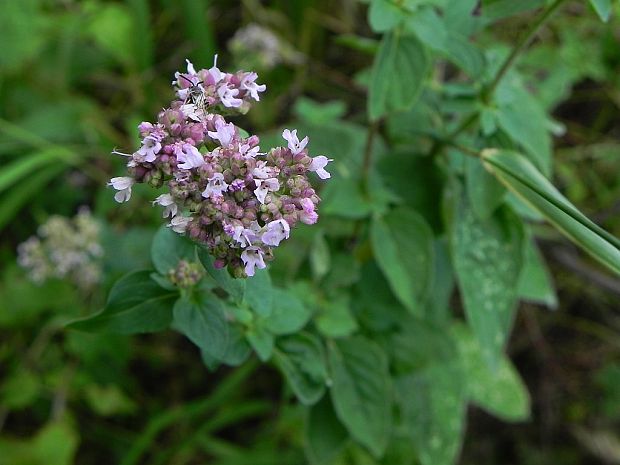 pamajorán obyčajný Origanum vulgare L.