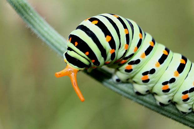 vidlochvost feniklový Papilio machaon