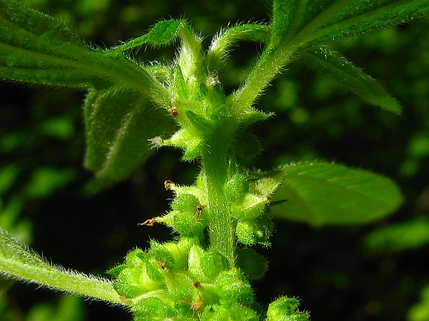 múrovník lekársky Parietaria officinalis L.