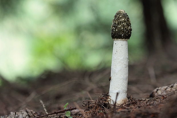 hadovka smradľavá Phallus impudicus L.