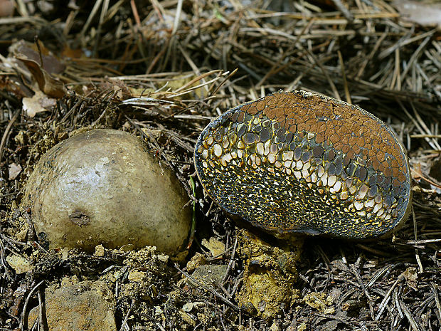 hráškovec obyčajný Pisolithus arhizus (Scop.) Rauschert