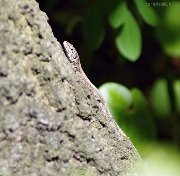 jašterica múrova  Podarcis muralis